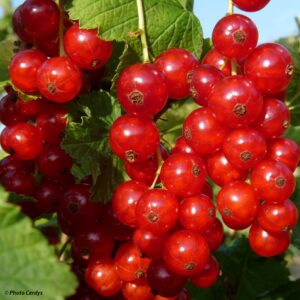 Red Current Berry HA Traders