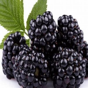 Fresh Blackberry Imported Food HA Traders