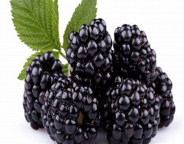 Fresh Blackberry Imported Food HA Traders