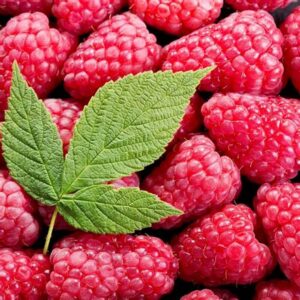 Red Raspberries Fresh