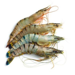 Fresh Prawns Price in Islamabad, HA Traders