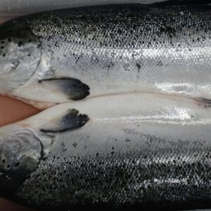 Whole Fresh Salmon Price in Islamabad HA Traders