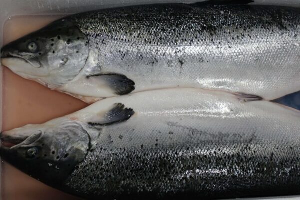 Whole Fresh Salmon Price in Islamabad HA Traders